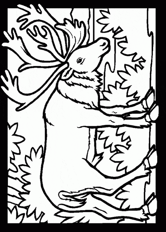free Caribou coloring page