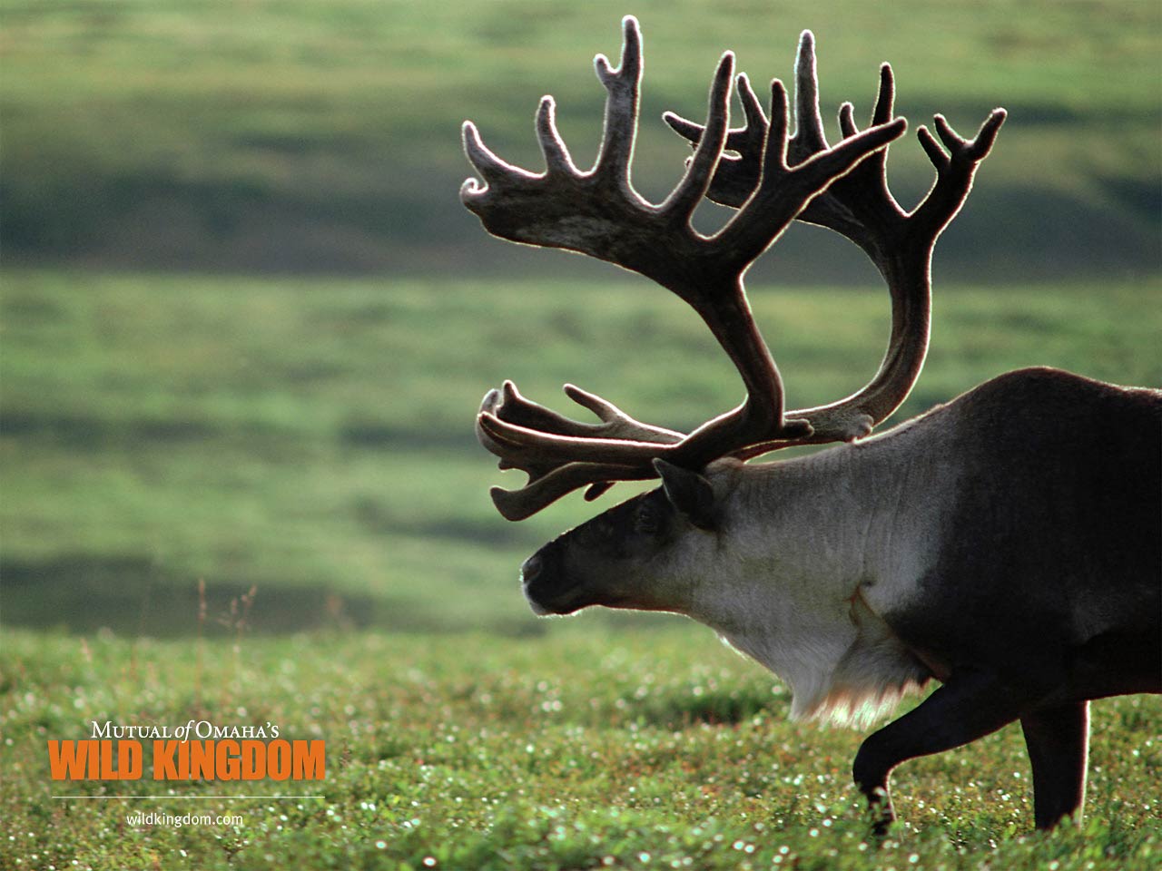 free Caribou wallpaper wallpapers download