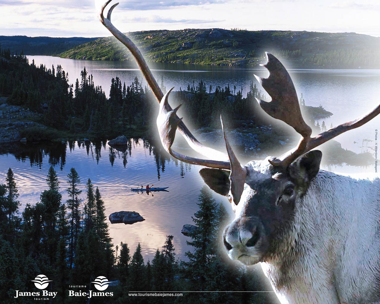 free Caribou wallpaper wallpapers download