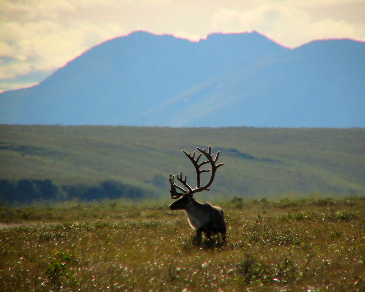 free Caribou wallpaper wallpapers and background