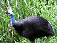 Cassowary image