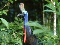 Cassowary picture