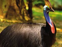 Cassowary image