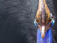 Cassowary image