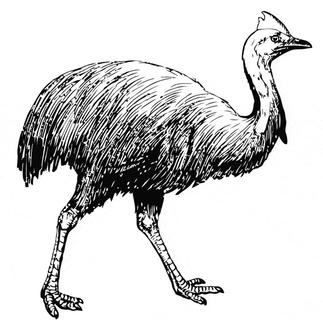 free Cassowary coloring page