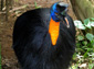 Cassowary wallpaper