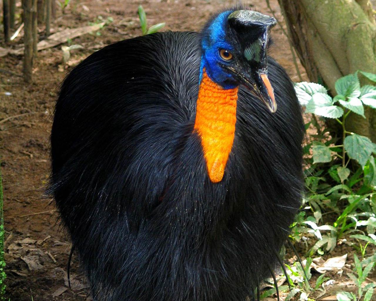 free Cassowary wallpaper wallpapers download