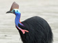 Cassowary wallpaper