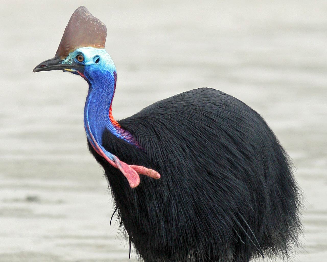 free Cassowary wallpaper wallpapers download