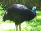 free cassowary wallpaper