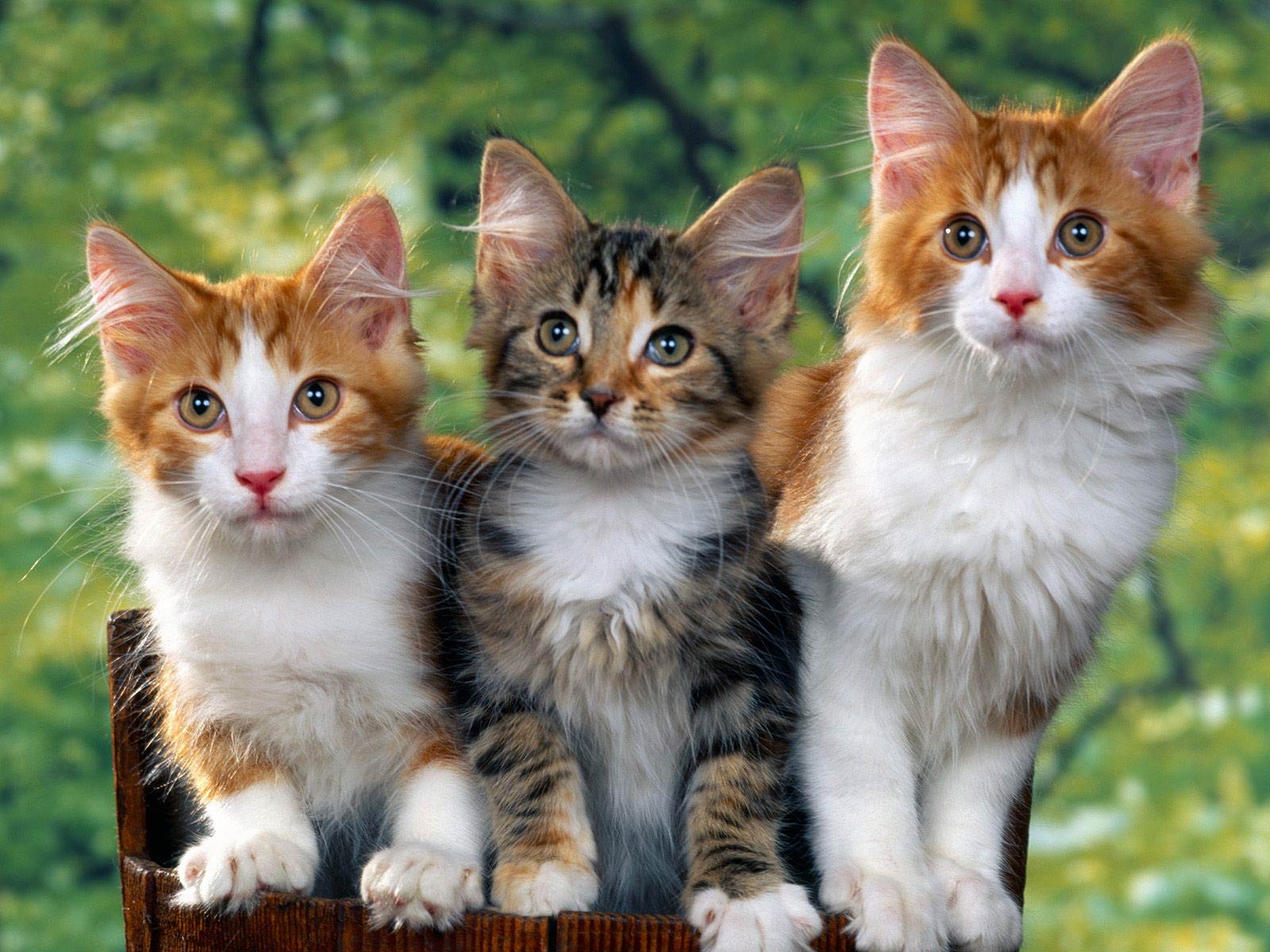 cat wallpaper animals town