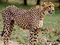 Cheetah image