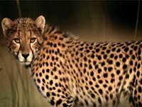 Cheetah image