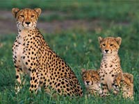 Cheetah image