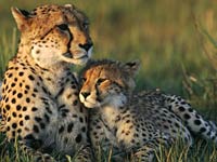 Cheetah image