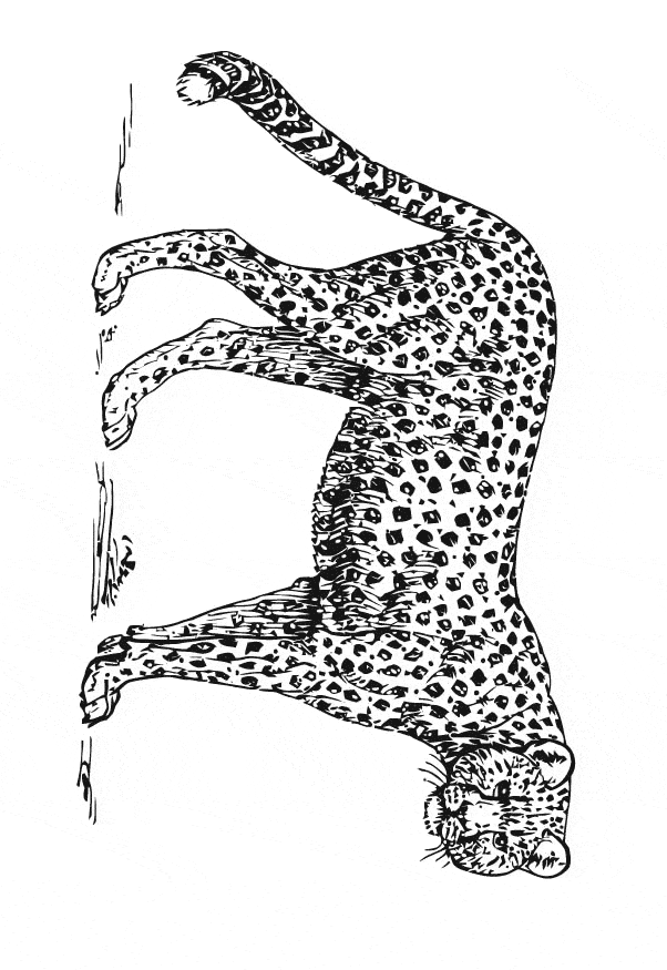 free Cheetah coloring printable sheet page