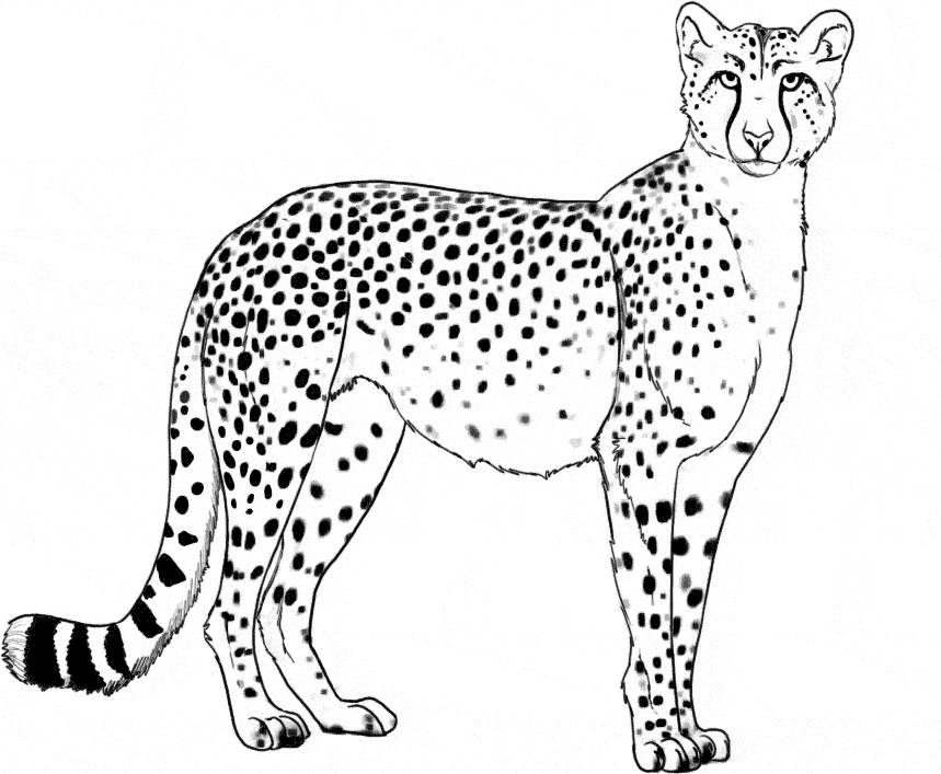 Cheetah coloring page - Animals Town - Animal color sheets Cheetah picture