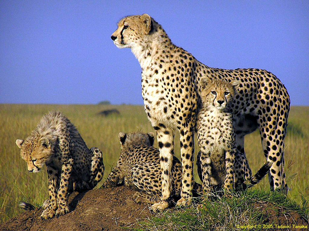 free Cheetah wallpaper wallpapers download