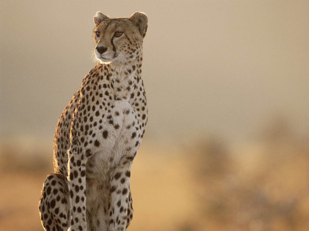 free Cheetah wallpaper wallpapers and background