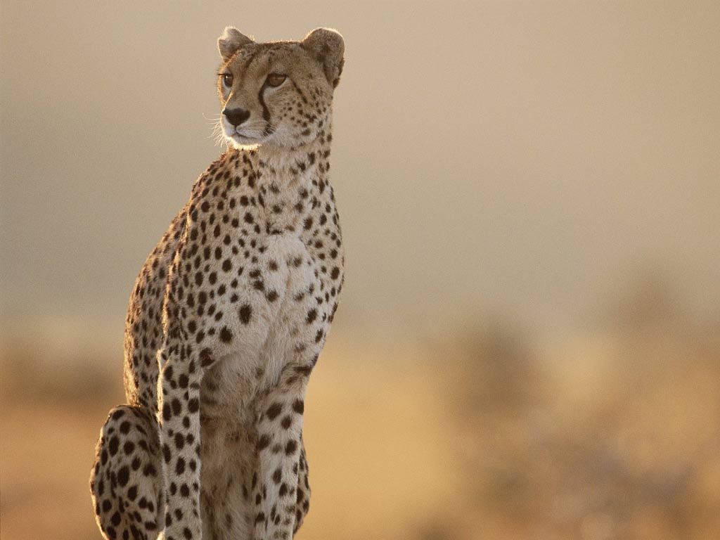 Cheetah wallpaper/pfp, Wallpapers and pfp