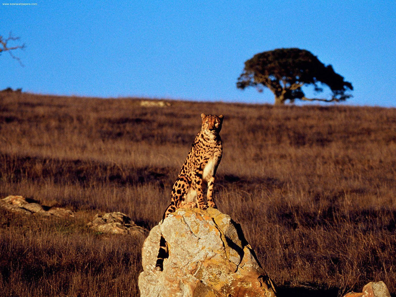 free Cheetah wallpaper wallpapers download