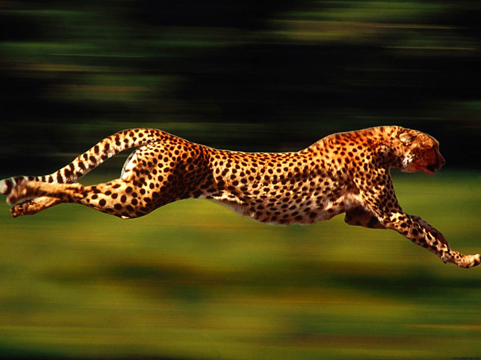 free Cheetah desktop wallpaper wallpapers Desktop and Mobile