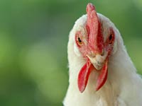 chicken image