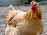 chicken picture