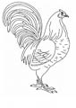 Chicken coloring page