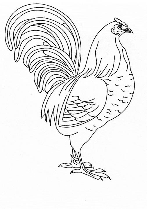 Chicken coloring page - Animals Town - animals color sheet - Chicken