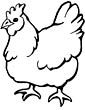 Chicken coloring page