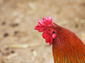 chicken wallpapers