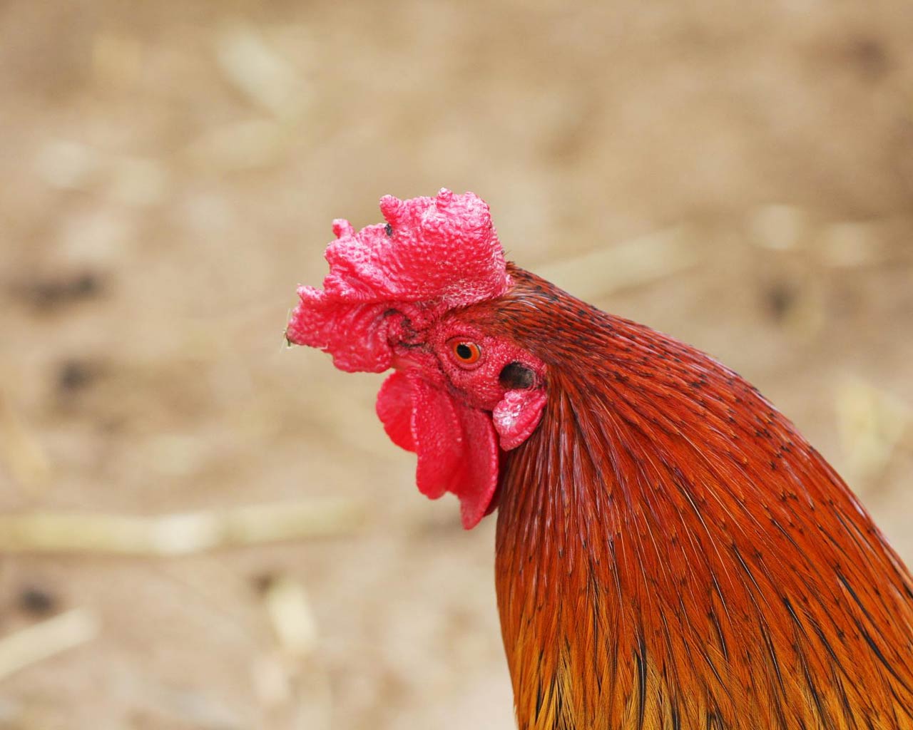 free Chicken wallpaper wallpapers and background