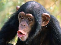 Chimpanzee image