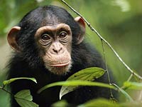 Chimpanzee picture