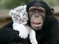 Cute Chimpanzee