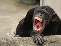 Chimpanzee image