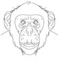 Chimpanzee coloring page