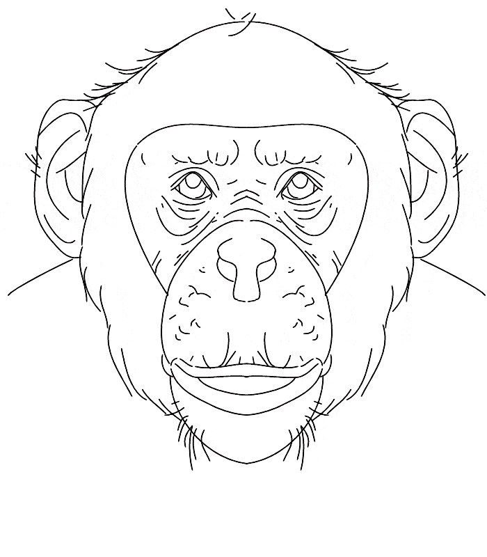 Chimpanzee coloring print