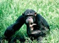 Chimpanzee wallpaper
