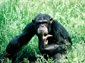 chimpanzee