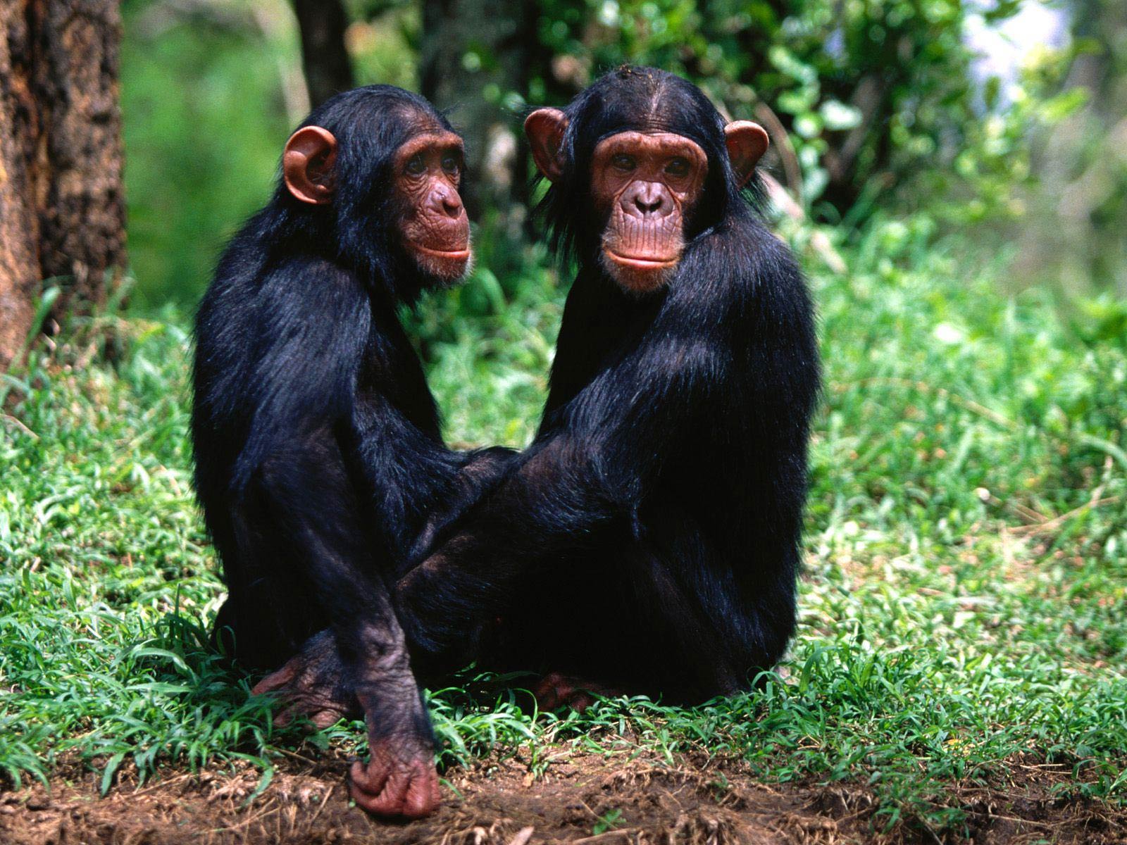 free Chimpanzee wallpaper wallpapers download