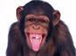 chimpanzee wallpapers