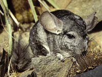 Chinchilla image