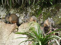 Three Chinchillas