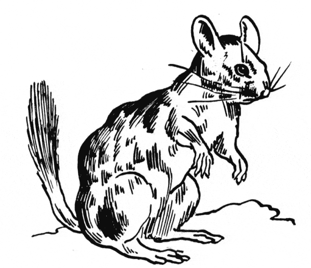 free Chinchilla coloring page