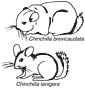 Chinchilla coloring page