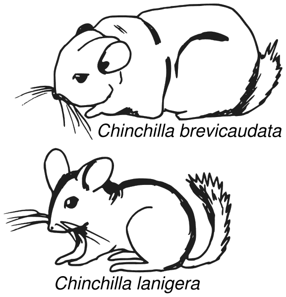 free Chinchilla coloring page