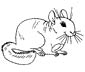 Chinchilla coloring page