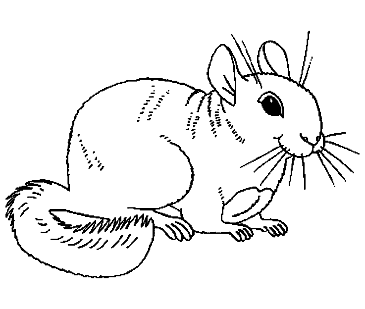 free Chinchilla coloring page